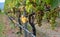 Closeup of Syrah Grapes Ripening in Marlborough Vineyard, New Zealand