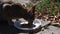 Closeup tabby cat eats food from white plastic plate on ground