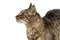 Closeup Tabby Cat Profile