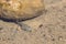 Closeup of a tadpole in the water