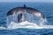 Closeup of a tail of a diving humpback whale above the water surface.