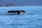 Closeup of the tail of a whale captured in the sea during the daytime