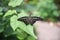 Closeup of a tailed jay butterfly or graphium agamemnon