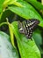 Closeup of a tailed jay butterfly or graphium agamemnon on a lea