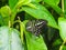 Closeup of a tailed jay butterfly or graphium agamemnon on a lea