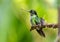 Closeup of Talamanca Hummingbird  Eugenes spectabilis Panamama