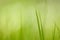 Closeup of tall blades of grass on a blurred green background