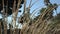 Closeup of tall grass blowing in the breeze