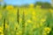Closeup of tall grass in a Yellow canola field
