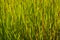 Closeup of Tall Ornamental Grass Backlit
