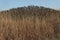 Closeup of a tall stand of grasses