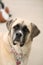 Closeup of tan colored english Mastiff mixed breed