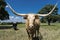 Closeup of tan Longhorn with ring in its nose