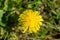 A closeup of a Taraxacum officinal blooming in the field.