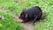 Closeup of a tasmanian devil eating meat, Endangered animal specie from Tasmania in Australia