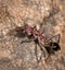 Closeup of a Tasmanian inchman perched o a stone