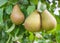 Closeup of tasty pears hanging on a tree