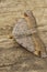 Closeup on a Tawny-barred Angle geometer moth, Macaria liturata, with spread wings