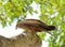 Closeup of a Tawny Eagle