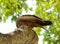 Closeup of a Tawny Eagle feeding