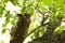 Closeup of a Tawny Fish Owl