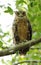 Closeup of Tawny Fish Owl