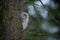 Closeup tawny owl hidding behing tree trunk