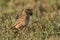 Closeup of Tawny pipit