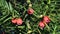 Closeup of Taxus baccata or European Yew with mature red cones.