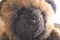 Closeup of Teddy Bear Face