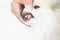 Closeup teeth of dog with tartar, pet health care concept, selective focus