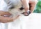 Closeup teeth of pomeranian dog with tartar, pet health care concept, selective focus