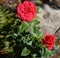 A closeup of a tender red tea hybrid rose flower, var. Piano Red in the garden