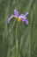  closeup of Tennessee USA State Flower, purple Iris