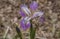  closeup of Tennessee USA state flower, a purple Iris