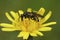 Closeup on a Tenthredo koehleri sawfly sitting on a yellow hawkweed