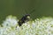 Closeup on a Tenthredo trabeata sawfly on white Heracleum flowers