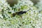 Closeup on a Tenthredo trabeata sawfly on white Heracleum flowers
