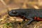 Closeup on a terrestria black Chinese fire-bellied newt, Cynops orientalis