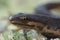 Closeup on a terrestrial common European smooth newt, Lissotriton vulgaris, sitting in the garden