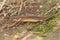 Closeup on a terrestrial common European smooth newt, Lissotriton vulgaris, sitting in the garden