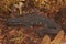 Closeup on a terrestrial, dark ,adult, male Chinese warty newt,Paramesotriton chinensis