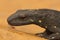 Closeup on a terrestrial, dark ,adult, male Chinese warty newt, Paramesotriton chinensis