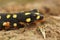 Closeup on a terrestrial sub-adult of the endangered Yellow spotted newt, Neurergus crocatus