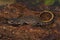 Closeup on a terrestrial  subadult Balkan crested newt,  Tritururus ivanbureschi