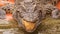 closeup terrible crocodile\'s head with open jaw in park