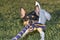 Closeup of a Terrier Dog Tugging Rope Toy