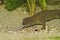 Closeup on a territorial Chinese warty newt , Paramesotriton chinensis , eating a worm