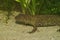 Closeup on a territorial Chinese warty newt , Paramesotriton chinensis , underwater