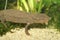 Closeup on a territorial and threatened Hongkong warty newt, Paramesotriton hongkongensis, underwater